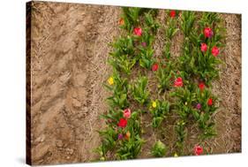 Colorful Tulips in the Fields from Above-Ivonnewierink-Stretched Canvas