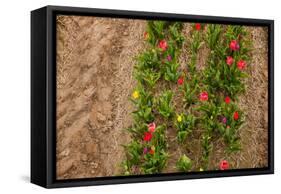 Colorful Tulips in the Fields from Above-Ivonnewierink-Framed Stretched Canvas