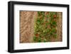 Colorful Tulips in the Fields from Above-Ivonnewierink-Framed Photographic Print