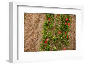 Colorful Tulips in the Fields from Above-Ivonnewierink-Framed Photographic Print