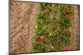 Colorful Tulips in the Fields from Above-Ivonnewierink-Mounted Photographic Print
