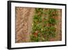 Colorful Tulips in the Fields from Above-Ivonnewierink-Framed Photographic Print