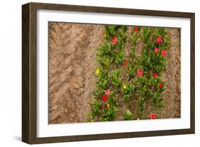 Colorful Tulips in the Fields from Above-Ivonnewierink-Framed Photographic Print