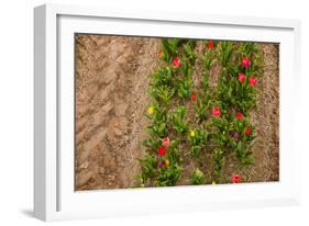 Colorful Tulips in the Fields from Above-Ivonnewierink-Framed Photographic Print