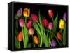 Colorful Tulips Isolated Against a Black Background-Christian Slanec-Framed Stretched Canvas