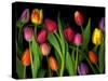 Colorful Tulips Isolated Against a Black Background-Christian Slanec-Stretched Canvas