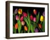 Colorful Tulips Isolated Against a Black Background-Christian Slanec-Framed Photographic Print