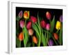 Colorful Tulips Isolated Against a Black Background-Christian Slanec-Framed Photographic Print