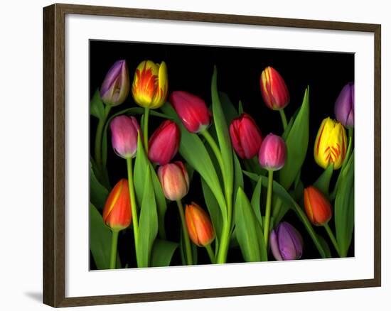 Colorful Tulips Isolated Against a Black Background-Christian Slanec-Framed Photographic Print