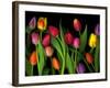 Colorful Tulips Isolated Against a Black Background-Christian Slanec-Framed Photographic Print
