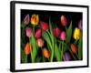 Colorful Tulips Isolated Against a Black Background-Christian Slanec-Framed Photographic Print