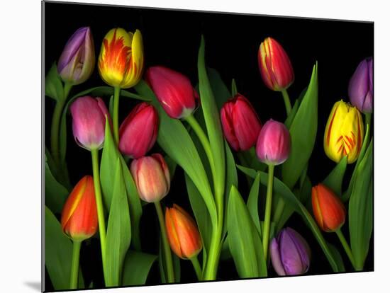 Colorful Tulips Isolated Against a Black Background-Christian Slanec-Mounted Photographic Print
