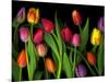 Colorful Tulips Isolated Against a Black Background-Christian Slanec-Mounted Photographic Print