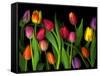 Colorful Tulips Isolated Against a Black Background-Christian Slanec-Framed Stretched Canvas