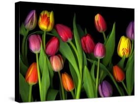 Colorful Tulips Isolated Against a Black Background-Christian Slanec-Stretched Canvas