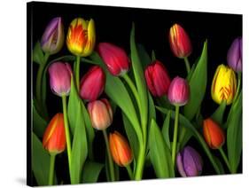 Colorful Tulips Isolated Against a Black Background-Christian Slanec-Stretched Canvas