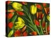 Colorful Tulips Isolated Against Green Background-Christian Slanec-Stretched Canvas