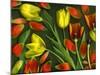 Colorful Tulips Isolated Against Green Background-Christian Slanec-Mounted Photographic Print