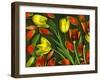 Colorful Tulips Isolated Against Green Background-Christian Slanec-Framed Photographic Print