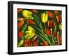 Colorful Tulips Isolated Against Green Background-Christian Slanec-Framed Photographic Print
