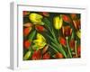 Colorful Tulips Isolated Against Green Background-Christian Slanec-Framed Photographic Print