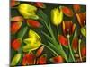 Colorful Tulips Isolated Against Green Background-Christian Slanec-Mounted Photographic Print