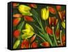Colorful Tulips Isolated Against Green Background-Christian Slanec-Framed Stretched Canvas