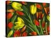 Colorful Tulips Isolated Against Green Background-Christian Slanec-Stretched Canvas