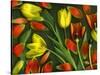 Colorful Tulips Isolated Against Green Background-Christian Slanec-Stretched Canvas