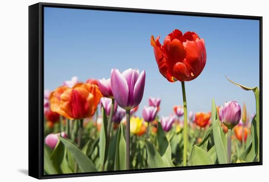 Colorful Tulips Outdoor in the Fields-Ivonnewierink-Framed Stretched Canvas