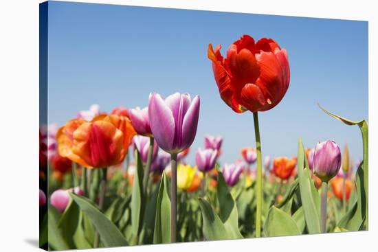 Colorful Tulips Outdoor in the Fields-Ivonnewierink-Stretched Canvas