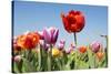 Colorful Tulips Outdoor in the Fields-Ivonnewierink-Stretched Canvas