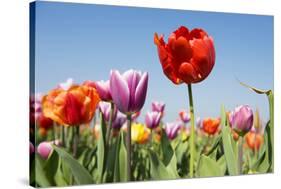 Colorful Tulips Outdoor in the Fields-Ivonnewierink-Stretched Canvas