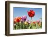 Colorful Tulips Outdoor in the Fields-Ivonnewierink-Framed Photographic Print