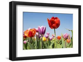 Colorful Tulips Outdoor in the Fields-Ivonnewierink-Framed Photographic Print