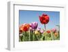 Colorful Tulips Outdoor in the Fields-Ivonnewierink-Framed Photographic Print