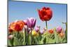 Colorful Tulips Outdoor in the Fields-Ivonnewierink-Mounted Photographic Print