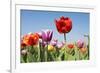 Colorful Tulips Outdoor in the Fields-Ivonnewierink-Framed Photographic Print