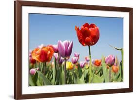 Colorful Tulips Outdoor in the Fields-Ivonnewierink-Framed Photographic Print