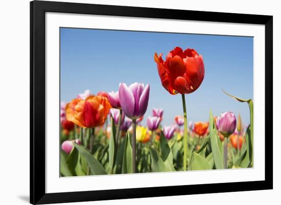 Colorful Tulips Outdoor in the Fields-Ivonnewierink-Framed Photographic Print