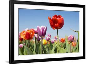 Colorful Tulips Outdoor in the Fields-Ivonnewierink-Framed Photographic Print