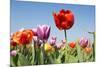 Colorful Tulips Outdoor in the Fields-Ivonnewierink-Mounted Photographic Print