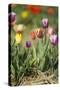 Colorful Tulips-Ivonnewierink-Stretched Canvas