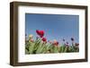 Colorful Tulips-Ivonnewierink-Framed Photographic Print