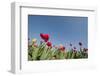 Colorful Tulips-Ivonnewierink-Framed Photographic Print