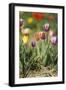 Colorful Tulips-Ivonnewierink-Framed Photographic Print