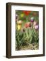 Colorful Tulips-Ivonnewierink-Framed Photographic Print