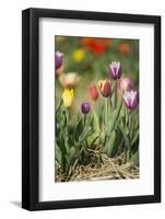 Colorful Tulips-Ivonnewierink-Framed Photographic Print