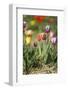 Colorful Tulips-Ivonnewierink-Framed Photographic Print