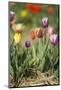 Colorful Tulips-Ivonnewierink-Mounted Photographic Print